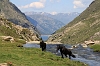 IMG_7014_Pyrenees